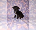 Small #3 Yorkshire Terrier