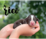 Image preview for Ad Listing. Nickname: Rico