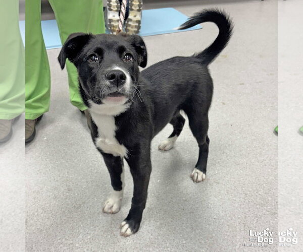 Medium Photo #2 Borador Puppy For Sale in Washington, DC, USA