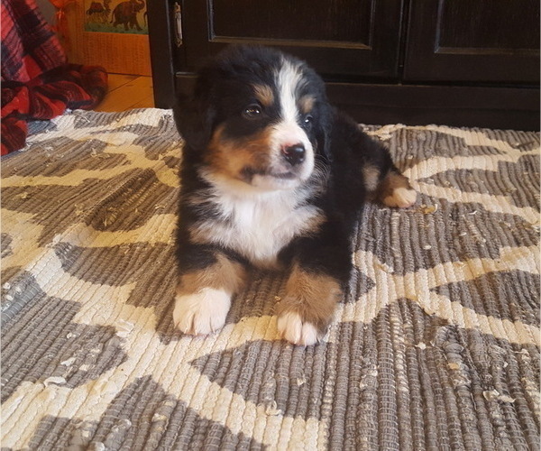 Medium Photo #4 Bernese Mountain Dog Puppy For Sale in NORWOOD, MO, USA
