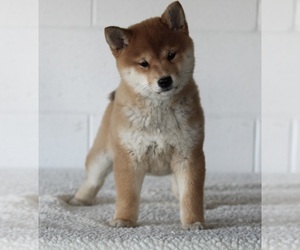 Shiba Inu Puppy for sale in FREDERICKSBURG, OH, USA