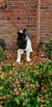 Medium Photo #4 Akita Puppy For Sale in MEM, TN, USA