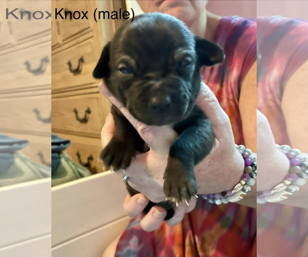 Medium Photo #18 Mutt Puppy For Sale in Derwood, MD, USA
