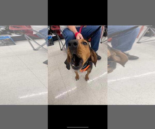 Medium Photo #5 Black and Tan Coonhound Puppy For Sale in Westminster, MD, USA