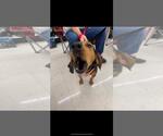 Small #14 Black and Tan Coonhound