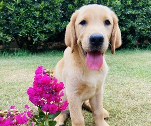 Medium Labrador Retriever