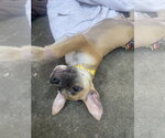 Small #1 Labrador Retriever Mix