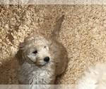 Small Photo #7 Goldendoodle Puppy For Sale in EASTON, MA, USA