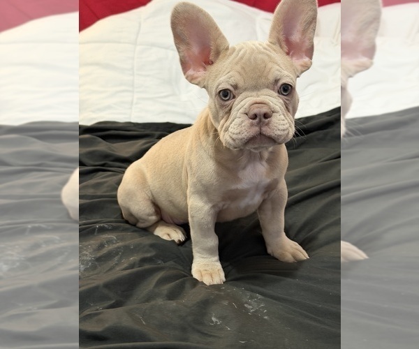 Medium Photo #14 French Bulldog Puppy For Sale in ARVERNE, NY, USA