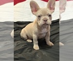 Small #13 French Bulldog