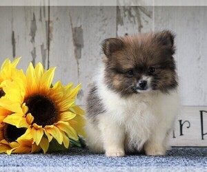 Pomeranian Puppy for sale in FREDERICKSBG, OH, USA