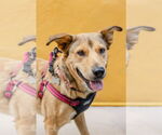 Small #1 Labrador Retriever Mix