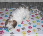 Small Photo #4 Shih-Poo Puppy For Sale in ORO VALLEY, AZ, USA