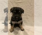 Small Photo #3 German Shepherd Dog Puppy For Sale in WASHOUGAL, WA, USA