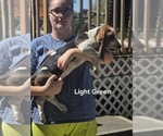 Small #3 Basset Hound