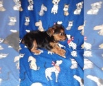 Small #9 YorkiePoo