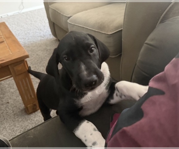 Medium Photo #2 Great Dane Puppy For Sale in MARICOPA, AZ, USA