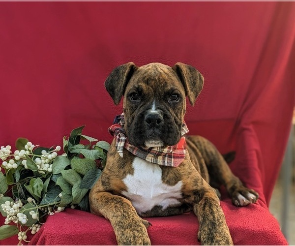 Medium Photo #6 Boxer Puppy For Sale in QUARRYVILLE, PA, USA