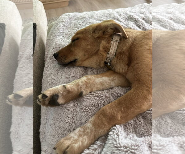 Medium Photo #9 Mutt Puppy For Sale in Sandy, UT, USA