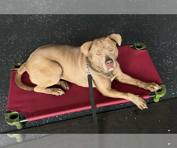 Medium Photo #4  Puppy For Sale in , 