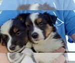 Small Photo #12 Aussie-Corgi Puppy For Sale in BRIGGSDALE, CO, USA