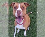 Small American Staffordshire Terrier