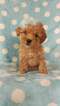 Small Photo #1 Lhasa-Poo Puppy For Sale in LANCASTER, PA, USA