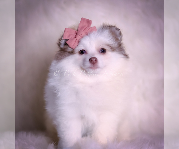 Medium Photo #1 Pomeranian Puppy For Sale in WARSAW, IN, USA
