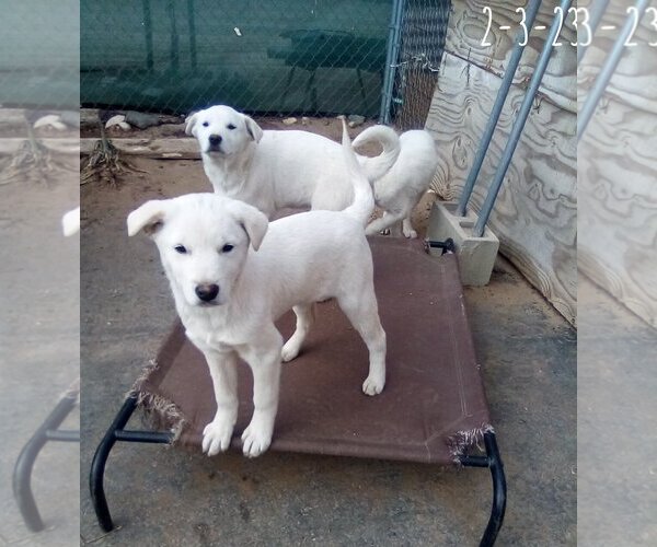 Medium Photo #17 Mutt Puppy For Sale in Apple Valley, CA, USA