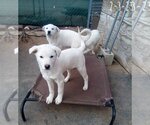 Small Photo #17 Mutt Puppy For Sale in Apple Valley, CA, USA