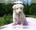 Small #1 German Shepherd Dog