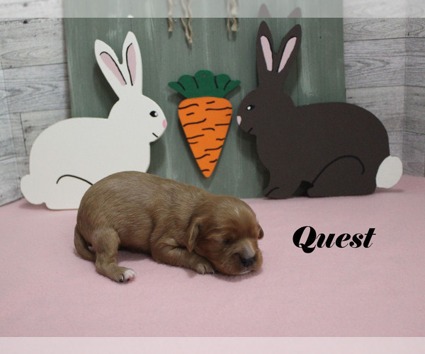 Medium Photo #4 Cavalier King Charles Spaniel Puppy For Sale in CHANUTE, KS, USA