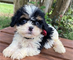 Cavapoo Puppy for sale in HICKORY, NC, USA