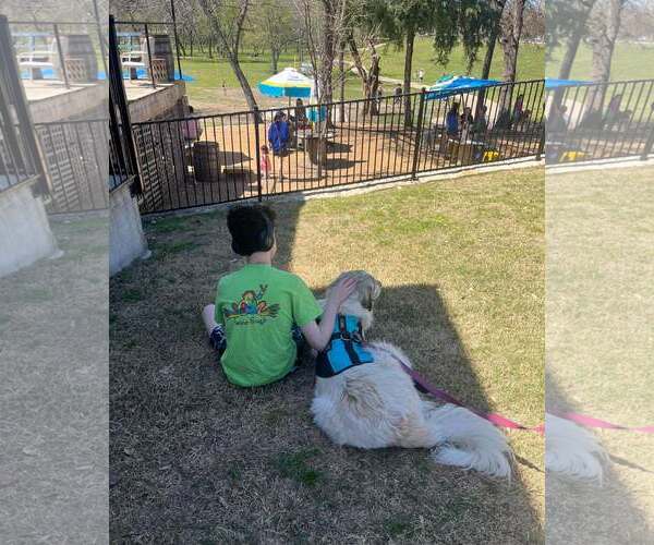 Medium Photo #2 Great Pyrenees Puppy For Sale in Dallas, TX, USA