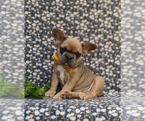 French Bulldog Puppy for sale in QUARRYVILLE, PA, USA