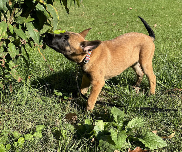 Medium Photo #3 Belgian Malinois Puppy For Sale in S CHARLESTON, WV, USA