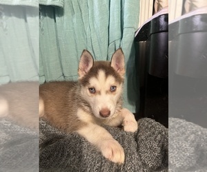 Alusky Puppy for Sale in NEW ORLEANS, Louisiana USA