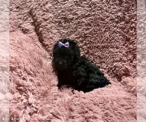 Medium Photo #3 Poodle (Toy) Puppy For Sale in BELTON, MO, USA