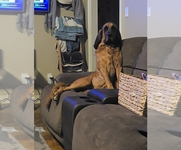 Medium Photo #1 Bloodhound Puppy For Sale in FOLSOM, LA, USA