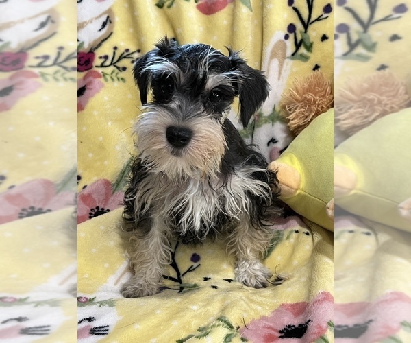 Medium Photo #1 Schnauzer (Miniature) Puppy For Sale in SARASOTA, FL, USA