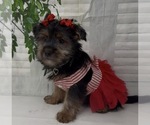 Small #3 Shorkie Tzu