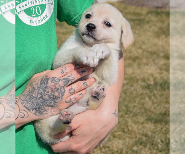 Medium Photo #4 Chihuahua-Unknown Mix Puppy For Sale in Huntley, IL, USA