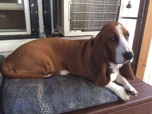 Mother of the Basset Hound puppies born on 12/15/2017