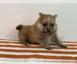 Small Photo #5 Pomeranian Puppy For Sale in DOWNING, MO, USA