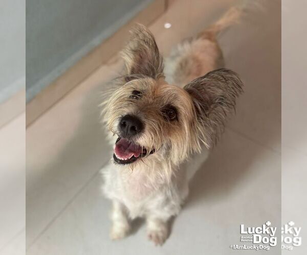 Medium Photo #7 Mutt Puppy For Sale in Washington, DC, USA