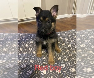 German Shepherd Dog Puppy for sale in MINEOLA, TX, USA