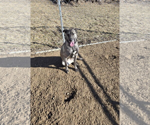 Medium Photo #2 German Shepherd Dog-Unknown Mix Puppy For Sale in Maquoketa, IA, USA