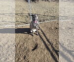 Small #1 German Shepherd Dog Mix