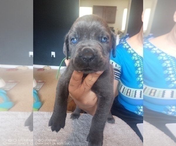 Medium Photo #1 Cane Corso Puppy For Sale in SPARTANBURG, SC, USA