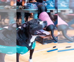 American Pit Bull Terrier-Unknown Mix Dogs for adoption in Oakhurst, NJ, USA